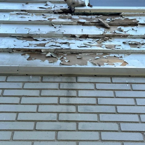 Roof Maintenance