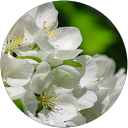 Daria Kuznietsova profile picture