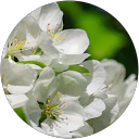 Daria Kuznietsova profile picture